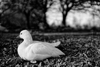 his days here - Kostenloses image #502261